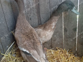 Pair of khaki Campbell ducks