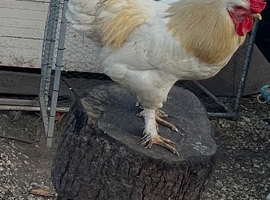 Cockerel for sale