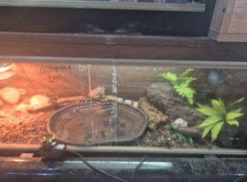 Leopard gecko
