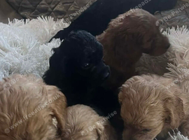 6 Beautiful Very Curly Cockapoos