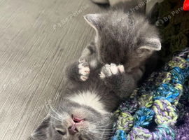 Beautiful kittens for sale