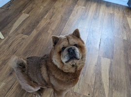 Chow chow