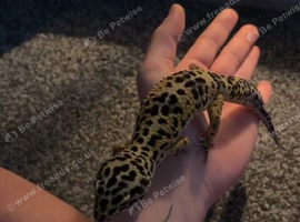 Gecko for remaining
