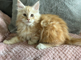 Maine coon kittens