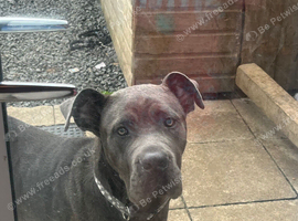 Cane corso