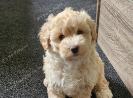 BEAUTIFUL TINY MALTIPOO GIRL