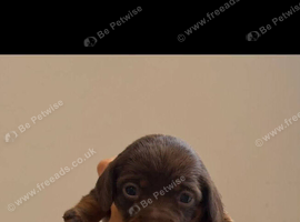 Mini daschunds