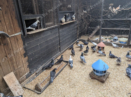 Racing pigeons