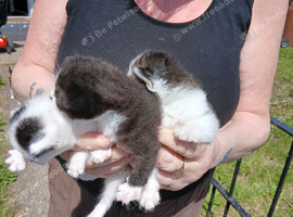 Baby kitten