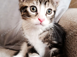 Gorgeous Tabby Male Kitten Ready Now