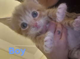 5 kittens for sale!