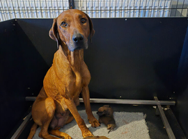 Rhodesian Ridgeback Puppies