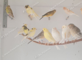 Canaries