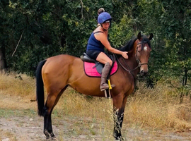 Beautiful mare