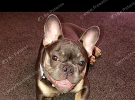 French bulldog
