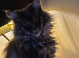 Maine coon