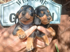 Miniature dachshund