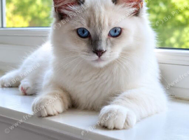 Stunning Lilac Mitted Ragdoll