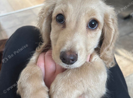 Cream Dachshund