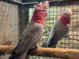 Pr galah cockatoos