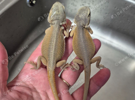 Baby bearded dragons
