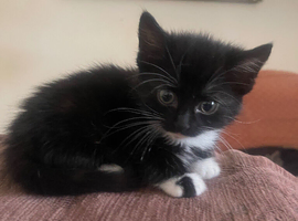 Kittens for sale ready to leave
