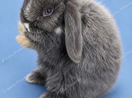 Last blue eye mini lop