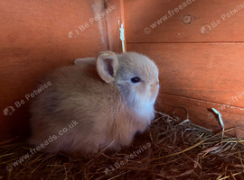 Mini lop x Netherland dwarf
