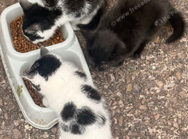 3 female kittens for sale