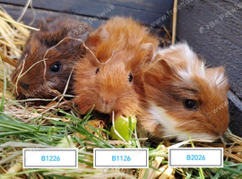 Beautiful Guinea pigs available now