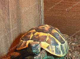 Hermann Tortoise, 4 years old, Female