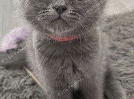Last gorgeous boy looking for his forever home.