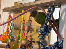 A breeding pair of plum head parakeets