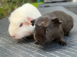Pretty pair of baby boy Guineapigs