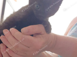 Gorgeous kittens
