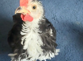 Lovely little frizzle bantam