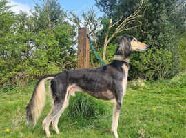 kC reg pure saluki for stud