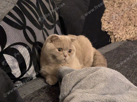 Beautiful 10-Month-Old Lilac British Shorthair