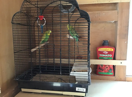 Complete budgie setup, including budgies.
