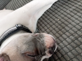 Xl French bulldog x shar pei