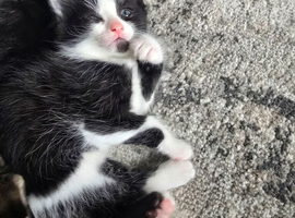 Tabby kittens
