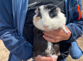 Black and white Guniea pig