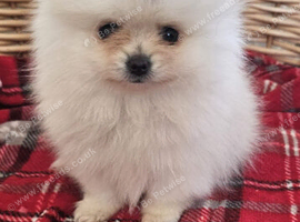 Only 1 now Beautiful pomeranian puppies