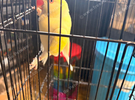 Ringneck and cage