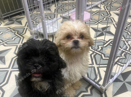 2 shihpoo boys left .