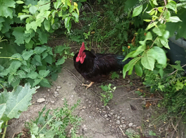 Three RIR Bantam Cockerels