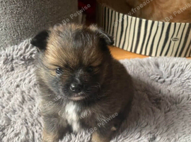 Pomeranian cross puppies