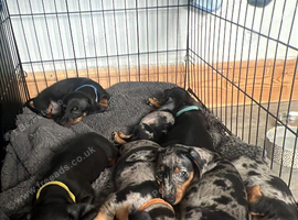 Dachshunds standard