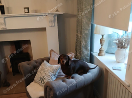 Dachshund must be a good home