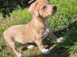 Lurcher puppies